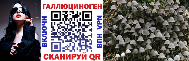 Псилоцибиновые грибы Cubensis Лобня